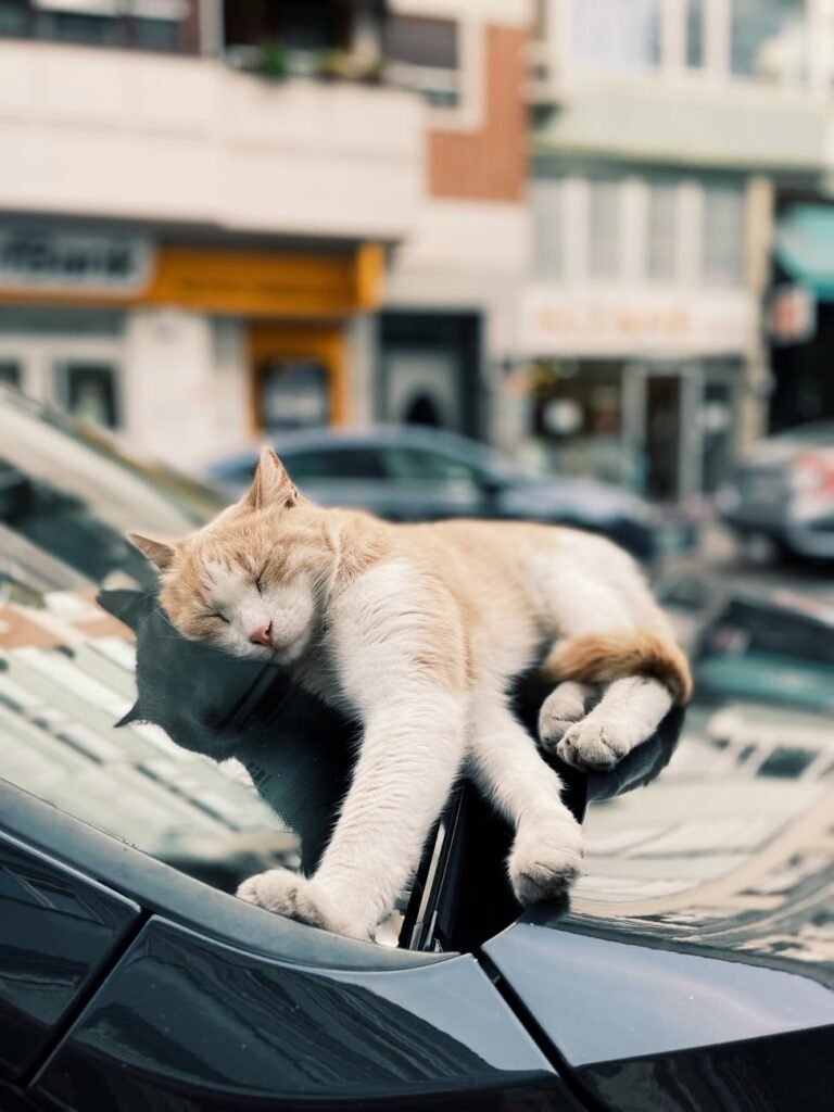 cat sleeping on car